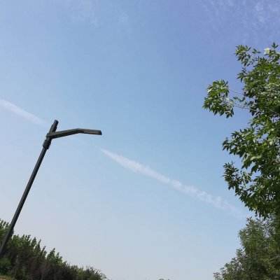 四川马边发现3米高巨型乌木被暂扣